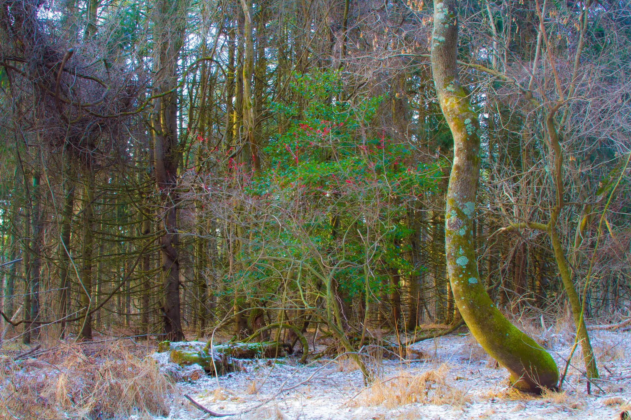 Photo taken of Detweiler Park by one of our Friends, Dan Stambaugh - a wintery path