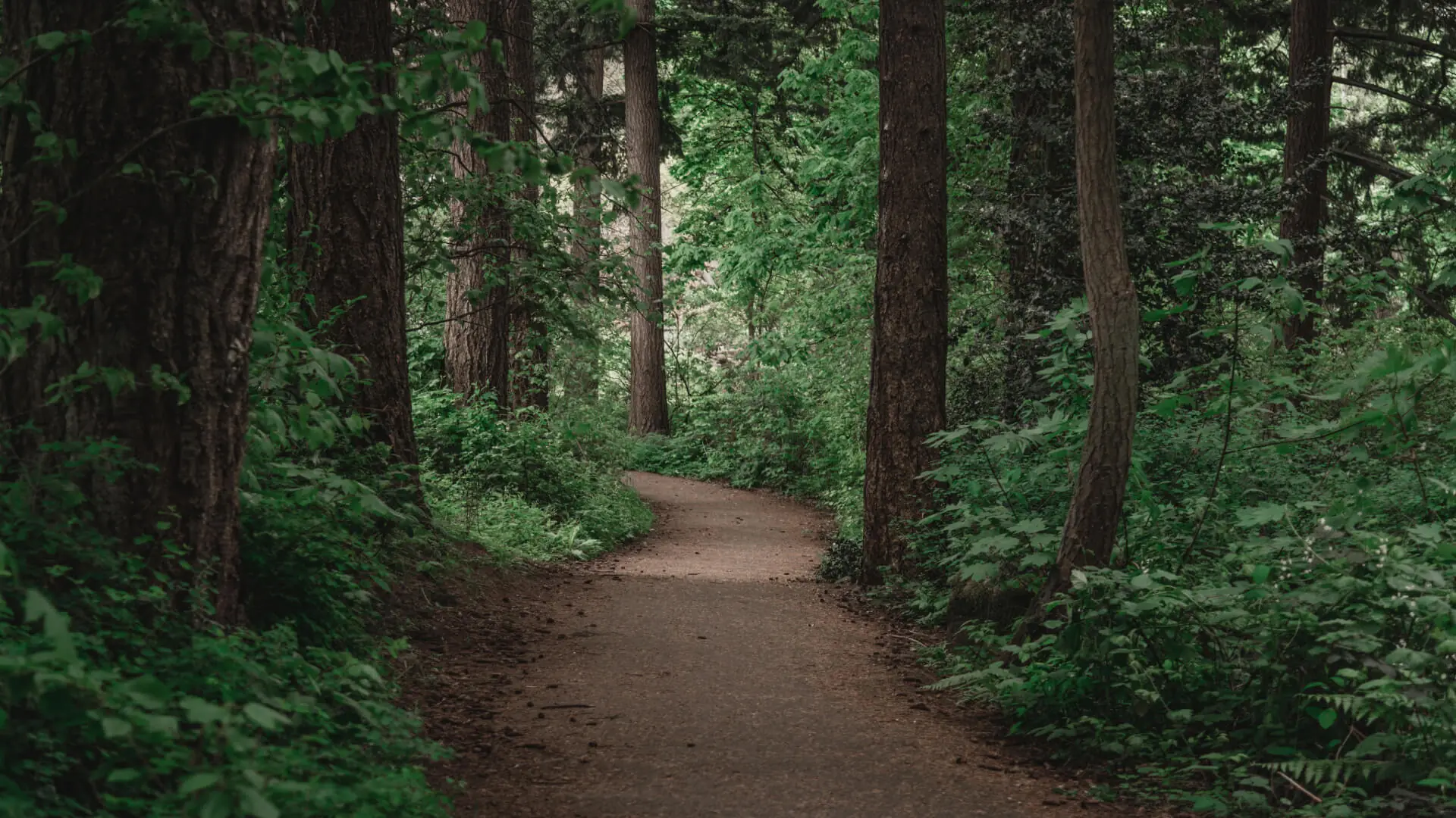 A sunlit dirt trail winding through a peaceful forest with tall, bare-branched trees and patches of green foliage on the ground.