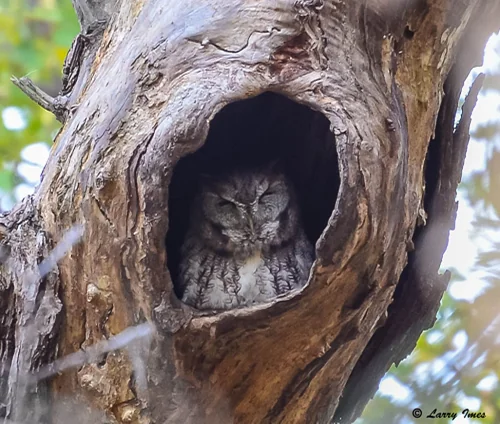 Screech Owl