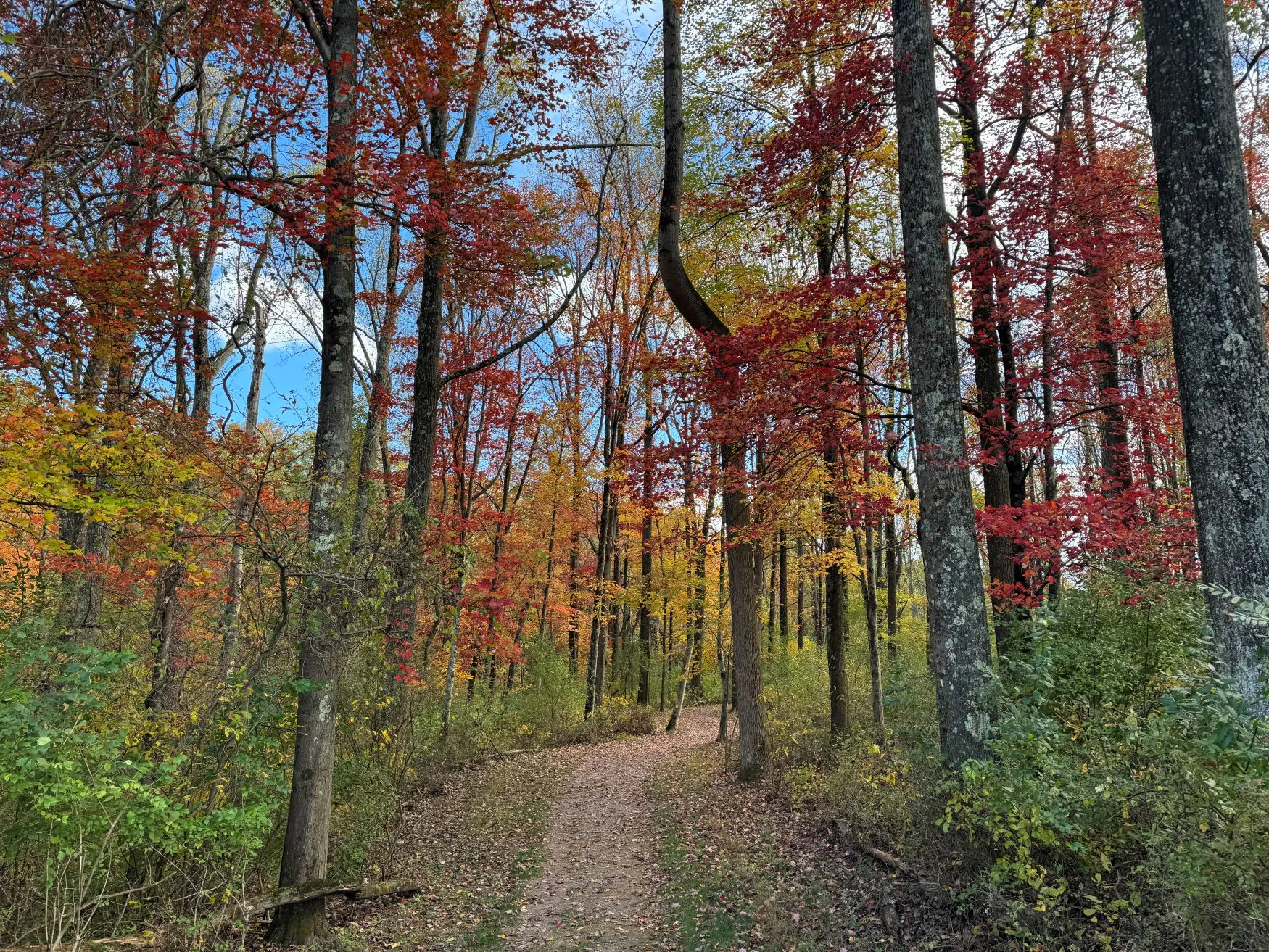Red Trail in Fall
